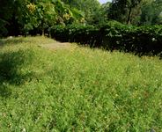 822069 Afbeelding van een veldje met bloeiende bloemen tussen de graven op de 1e Algemene Begraafplaats Soestbergen ...